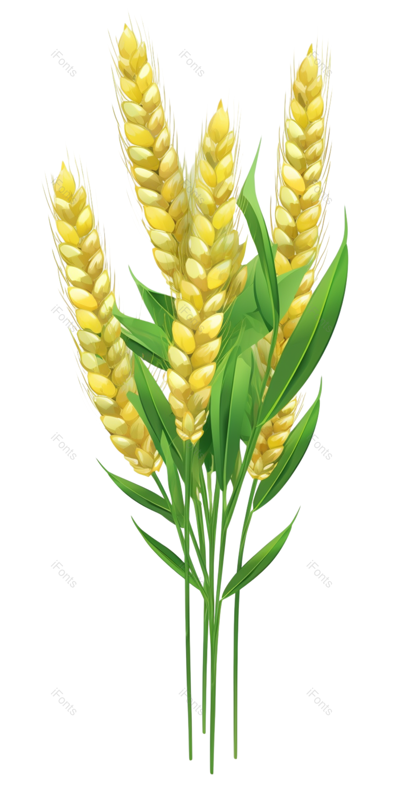 芒种图片,节日元素,元素PNG,小满免抠素材